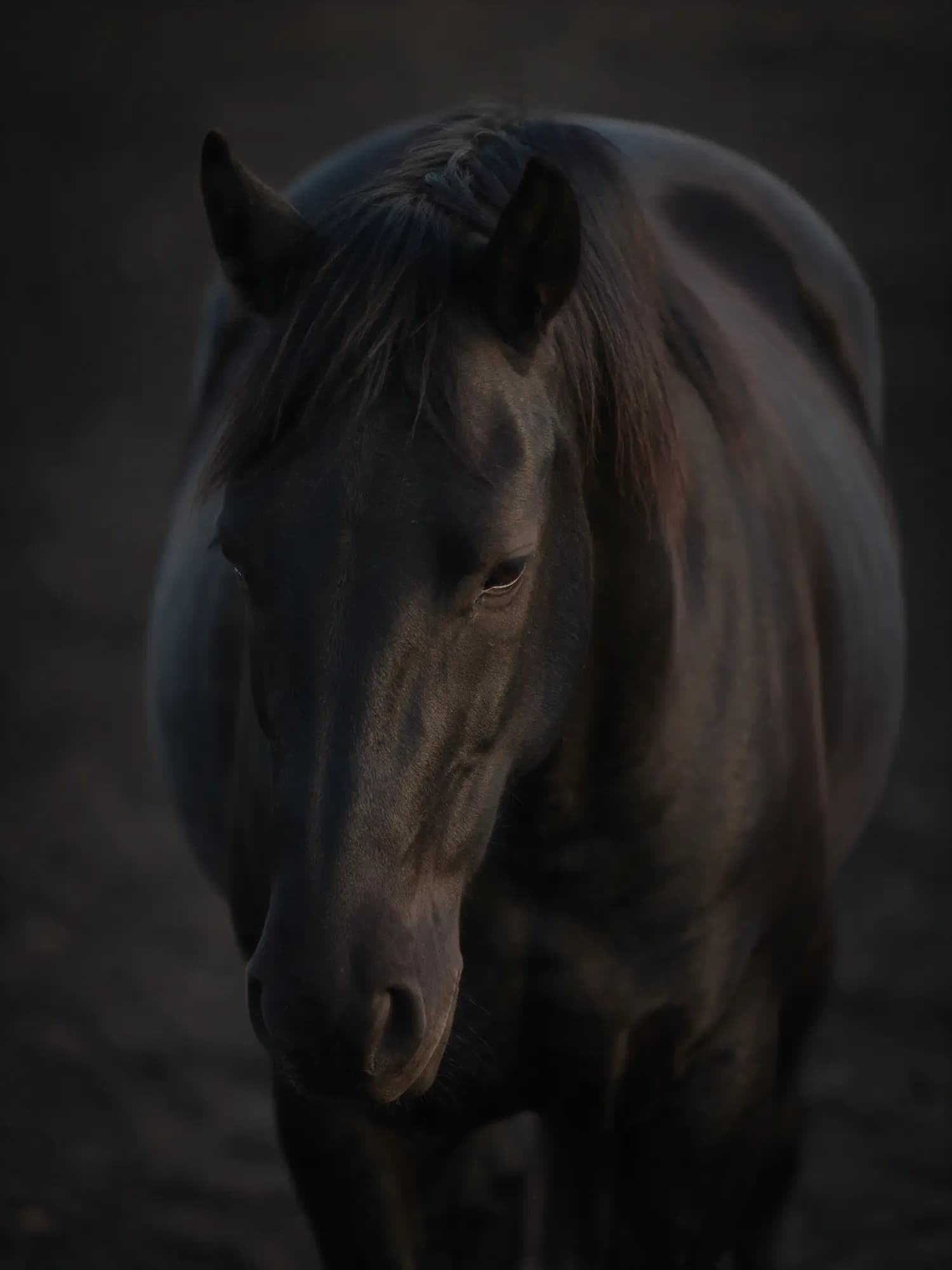 Cavalo escuro em repouso