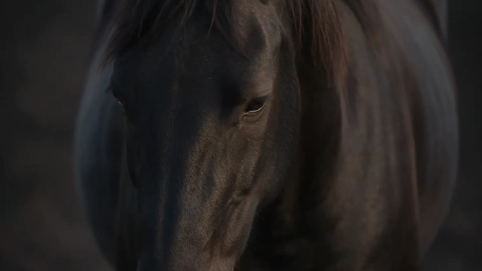 Cavalo escuro em repouso