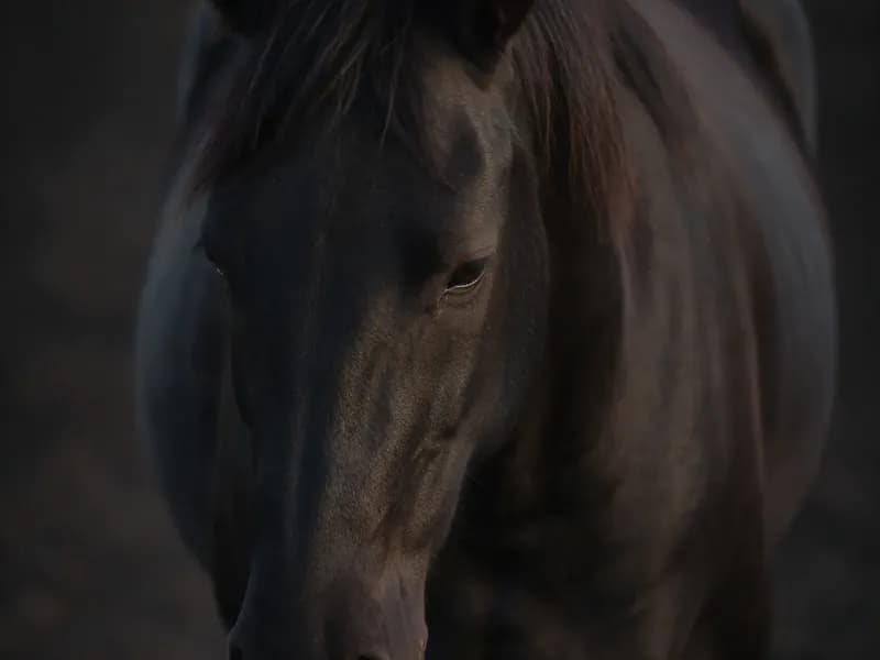 Cavalo escuro em repouso