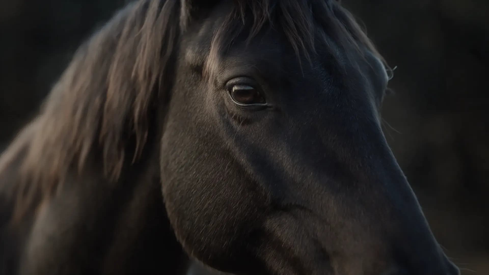 Olho de um cavalo escuro em close