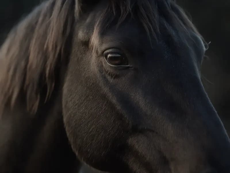 Olho de um cavalo escuro em close